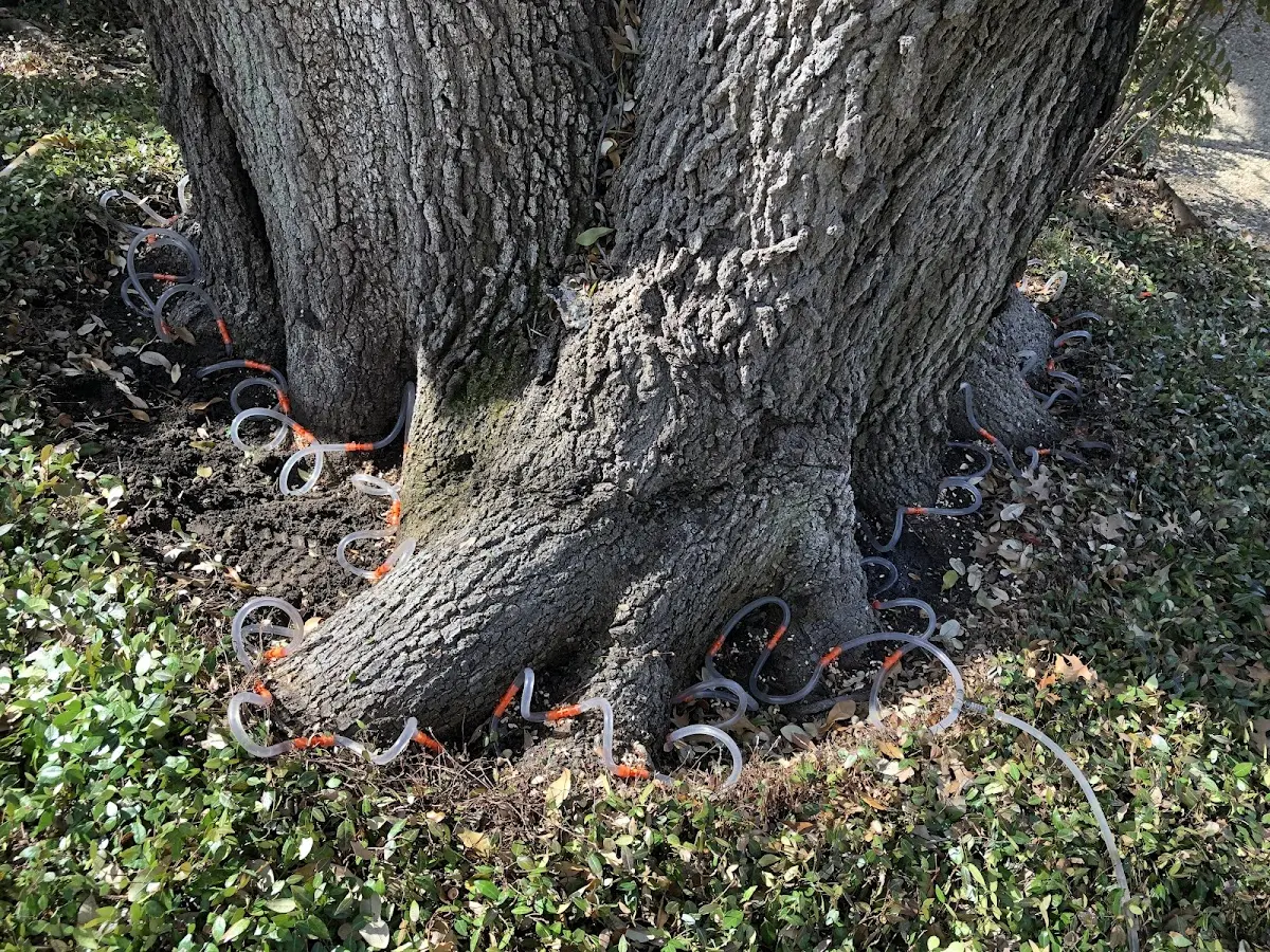 Detailed Tree Cabling and Bracing job site in Whitestone